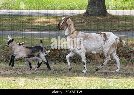 Two brown horned, brown baby goat kids, running on the spring grass, with there mother, selective focus. Stock Photo