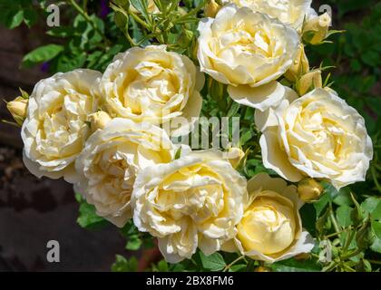 Buds and unfurled blooms of an 'Our Dream' patio rose Stock Photo