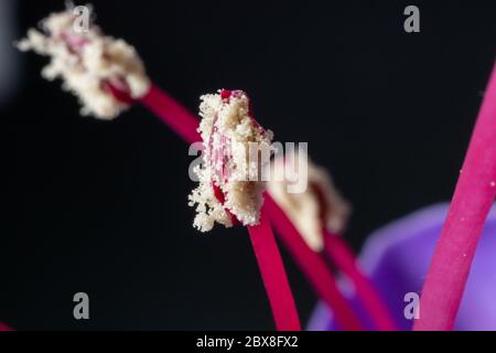 Bright Pink and Purple Designer Pack Color Palette inspired by nature.  Macro close up of large hybrid fuchsia flowers. Designer pack with  photograph a Stock Photo - Alamy
