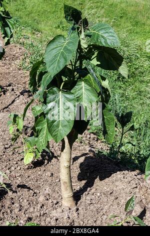 Tree Tomato Solanum betaceum Tamarillo plant Stock Photo