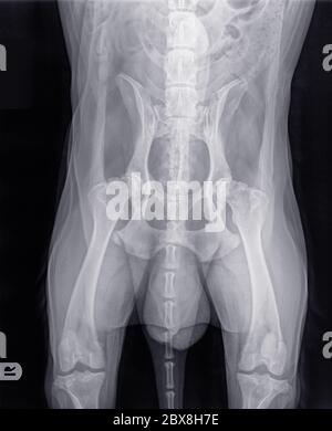 X-ray of an older dog with severe hip dysplasia and osteoarthritis. The letter R indicates the right side of the dog. Isolated on black Stock Photo