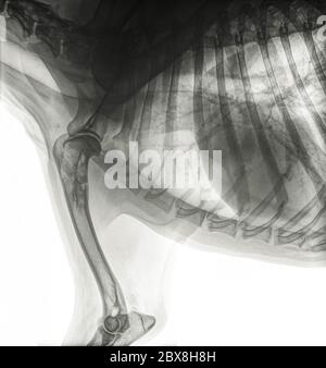 Lateral X-ray of the front part of a dog with bone cancer (osteosarcoma) in the upper part of the humerus. Isolated on white Stock Photo