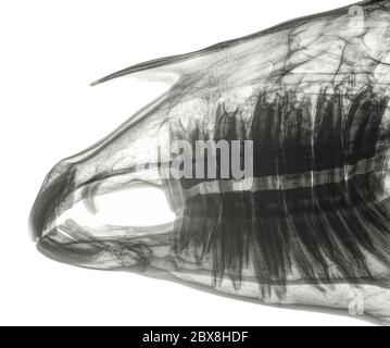 X-ray of the skull of a horse, side view. Upper jaw (maxilla) and mandible with giant teeth and roots. Black and white photo. Isolated on white Stock Photo