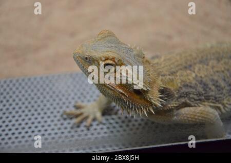 Closeup of a Water Dragon sitting on a rock Stock Photo