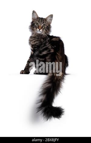 Cute young black tabby blotched Norwegian Forestcat kitten, sitting backwards. Looking over shoulder with green / brown eyes towards camera. Isolated Stock Photo