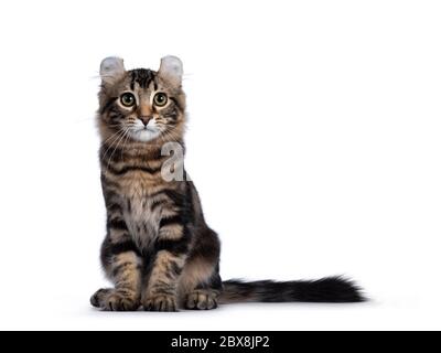 Adorable American Curl kitten, sitting looking at the camera Stock Photo