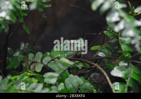 green frog laying on a tree branch Stock Photo