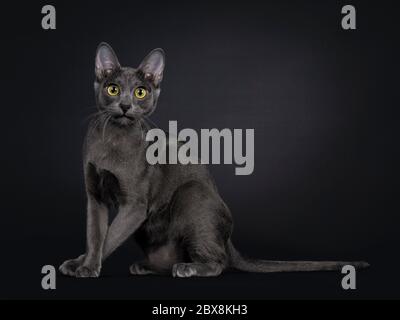 Beautiful female Korat cat, sitting side ways with front paws crossed funny. Looking  very surprised to camera with yellow / green eyes. Isolated on b Stock Photo