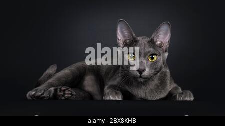 Beautiful female Korat cat, laying down side ways. Looking focussed straight to camera with yellow / green eyes. Isolated on black background. Stock Photo
