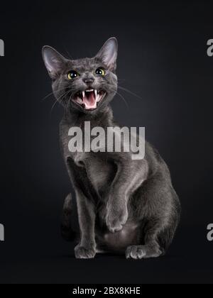 Beautiful female Korat cat, sitting side ways. Hissing and showing teeth at camera with yellow / green eyes. Isolated on black background. Stock Photo