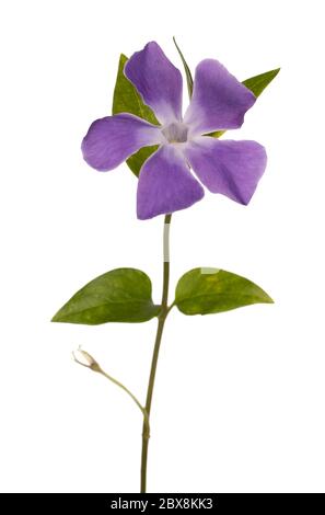 Side view single blue periwinkle flower on green branch, isolated on white background Stock Photo