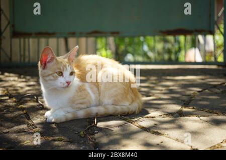 Cute ginger cat resting in a sunny summer garden. Stock Photo