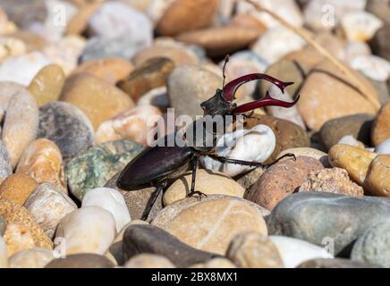 giant male deer beetle on the hunt for confectioners in the gravel bed in aggressive posture with combat-ready scissors Stock Photo