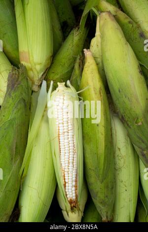 Vector, background, pattern. Raw maize / corn / sweet corn Stock Photo