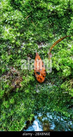 Vector, pattern, background. Lush moss and fallen leaves Stock Photo