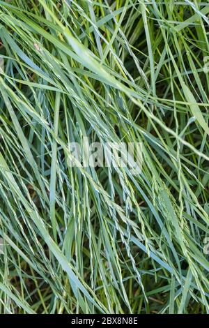 Backdrop, background, vector, design, Green grass with seed heads Stock Photo