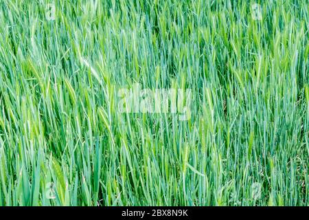 Backdrop, background, vector, design. Green grass backdrop Stock Photo