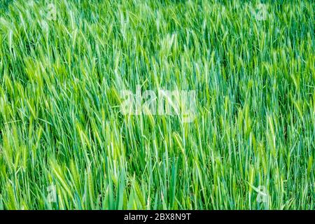 Backdrop, background, vector, design Stock Photo