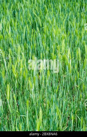 Backdrop, background, vector, design, nature. Wild green grass with grass seed heads Stock Photo