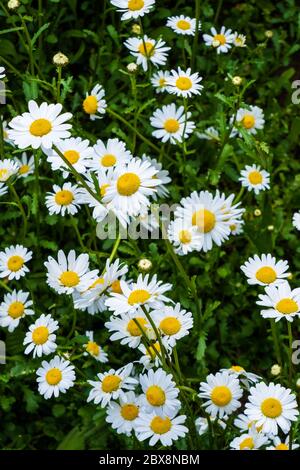 Daisy flower Backdrop, background, vector, design Stock Photo