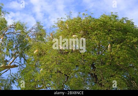 Beawar, Rajasthan, India - June 6, 2020: Flock of Cattle Egret birds sitting on a tree during cloudy weather. Credit: Sumit Saraswat/Alamy Live News Stock Photo