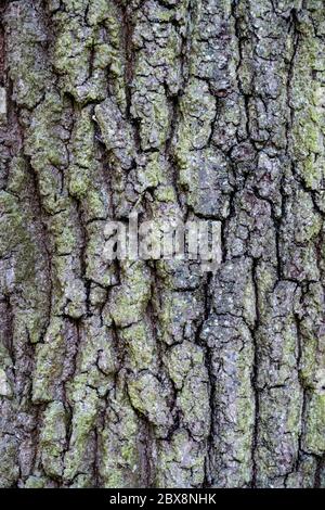 Organic tree bark (oak) background vector Stock Photo
