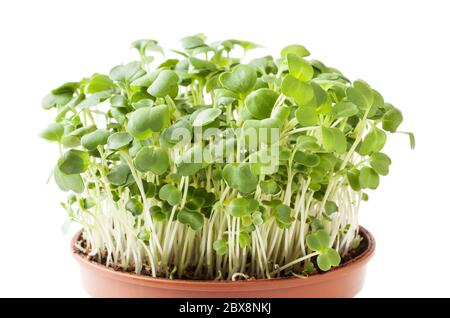 Growing micro greens aragula sprouts isolated on white background with clipping path Stock Photo