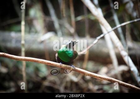 A male Wilson's bird-of-paradise (Cicinnurus respublica) in a lek in the wild on Waigeo island, West Papua, Indonesia Stock Photo