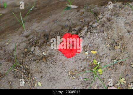 red hibiscus flower hd background, royalty free hibiscus flower image Stock Photo