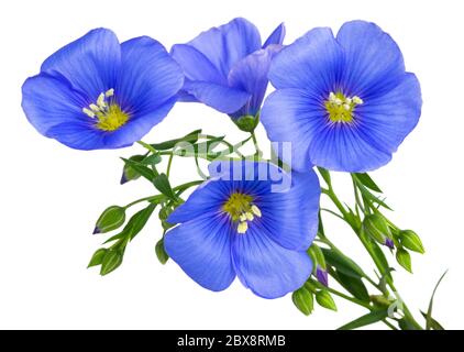 Flax blue flowers isolated on white background. Stock Photo