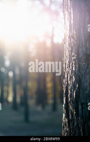Pine trunk in backlight in autumn park. Sunset in the calm forest. Closeup. Selective focus Stock Photo