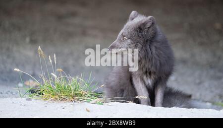 Arctic blue fox with dark grey fur in the Russian settlement