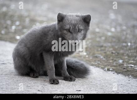 Arctic blue fox with dark grey fur in the Russian settlement