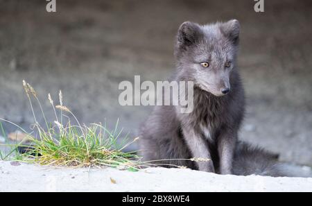 Arctic blue fox with dark grey fur in the Russian settlement