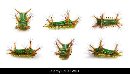 Group of Stinging Nettle Slug Caterpillar (Cup Moth, Limacodidae) 'Green Marauder' isolated on a white background. Worm. Insect. Animal. Stock Photo