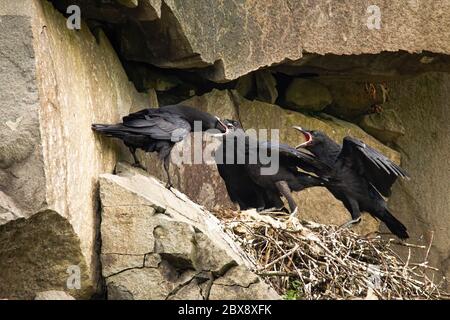 Adult common raven feeding chicks on a nest in rocky cliff Stock Photo