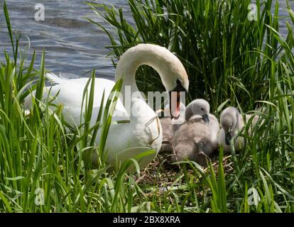 Swans around Linlithgow Loch, West Lothian, Scotland Stock Photo