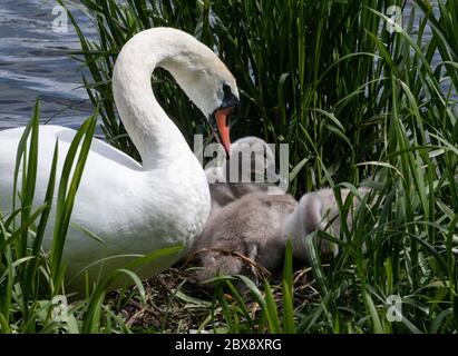 Swans around Linlithgow Loch, West Lothian, Scotland Stock Photo