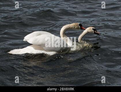 Swans around Linlithgow Loch, West Lothian, Scotland Stock Photo