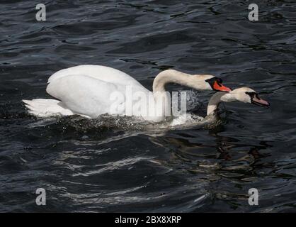 Swans around Linlithgow Loch, West Lothian, Scotland Stock Photo