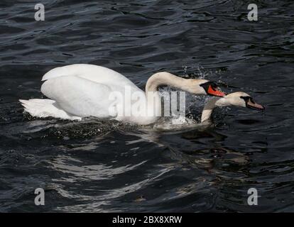 Swans around Linlithgow Loch, West Lothian, Scotland Stock Photo