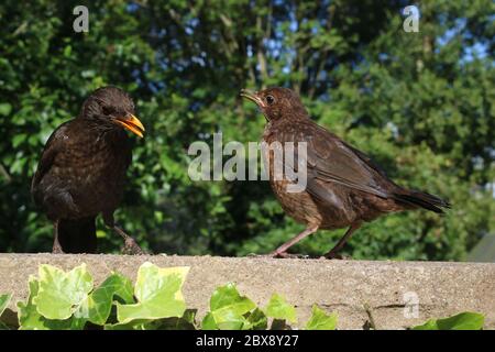 Juvenile blackbird stood on garden wall waiting to be fed by it's mother in June 2020. Stock Photo