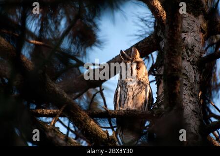 portrait of a long-eared owl (Asio otus). Wild bird in a natural habitat. Stock Photo