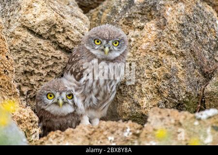 Two young Little owl, Athene noctua, peeking out of a hole in the rocks.