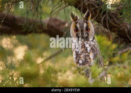 Long-eared owl (Asio otus). Portrait Stock Photo