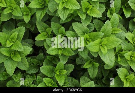 Background of lemon balm (Melissa officinalis) leaves. Texture/backdrop of aromatic plant,homemade grown Stock Photo