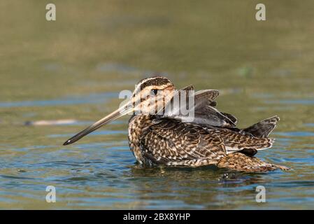 Snipe (Gallinago gallinago) in the pond Stock Photo