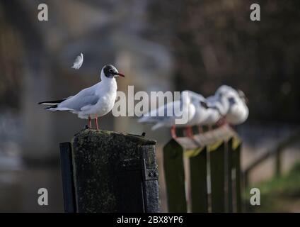 Black headed gull developing summer plumage and a single preened feather floating in the air with out of focus gulls lined up behind. Stock Photo