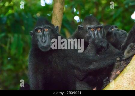 Celebes crested macaque in Tangkoko National Park, North Sulawesi, Indonesia. Stock Photo