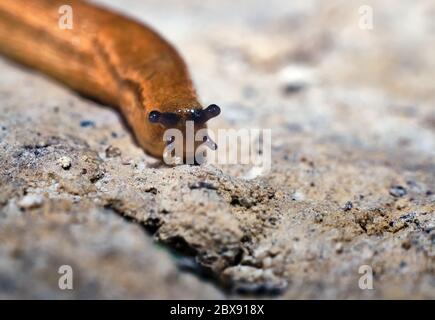 Spanish Slug (Arion vulgaris) crawling in garden soil. Slug close-up. Stock Photo